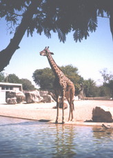 Giraffe